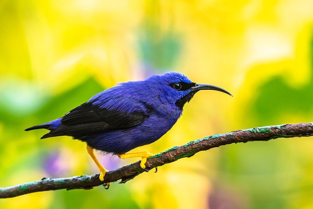 Caribbean-Trinidad-Asa Wright Nature Center Male purple honeycreeper on limb